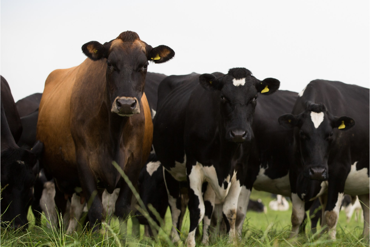F1 Jersey x Holstein (HoJo) two-way crossbred in field with Holsteins