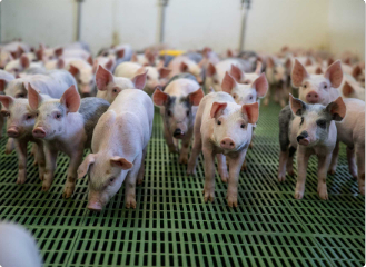 Young pigs on clean slatted flooring