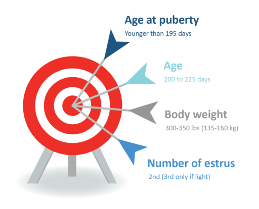 Graphic of a target with PIC recommendations for gilt breeding targets.